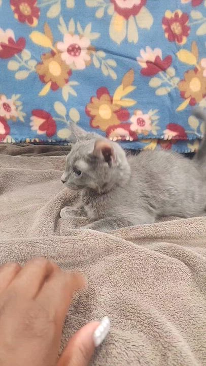 Enlarge Chuck, a ADOPTABLE Domestic Short Hair in Hagerstown, MD video 4/5