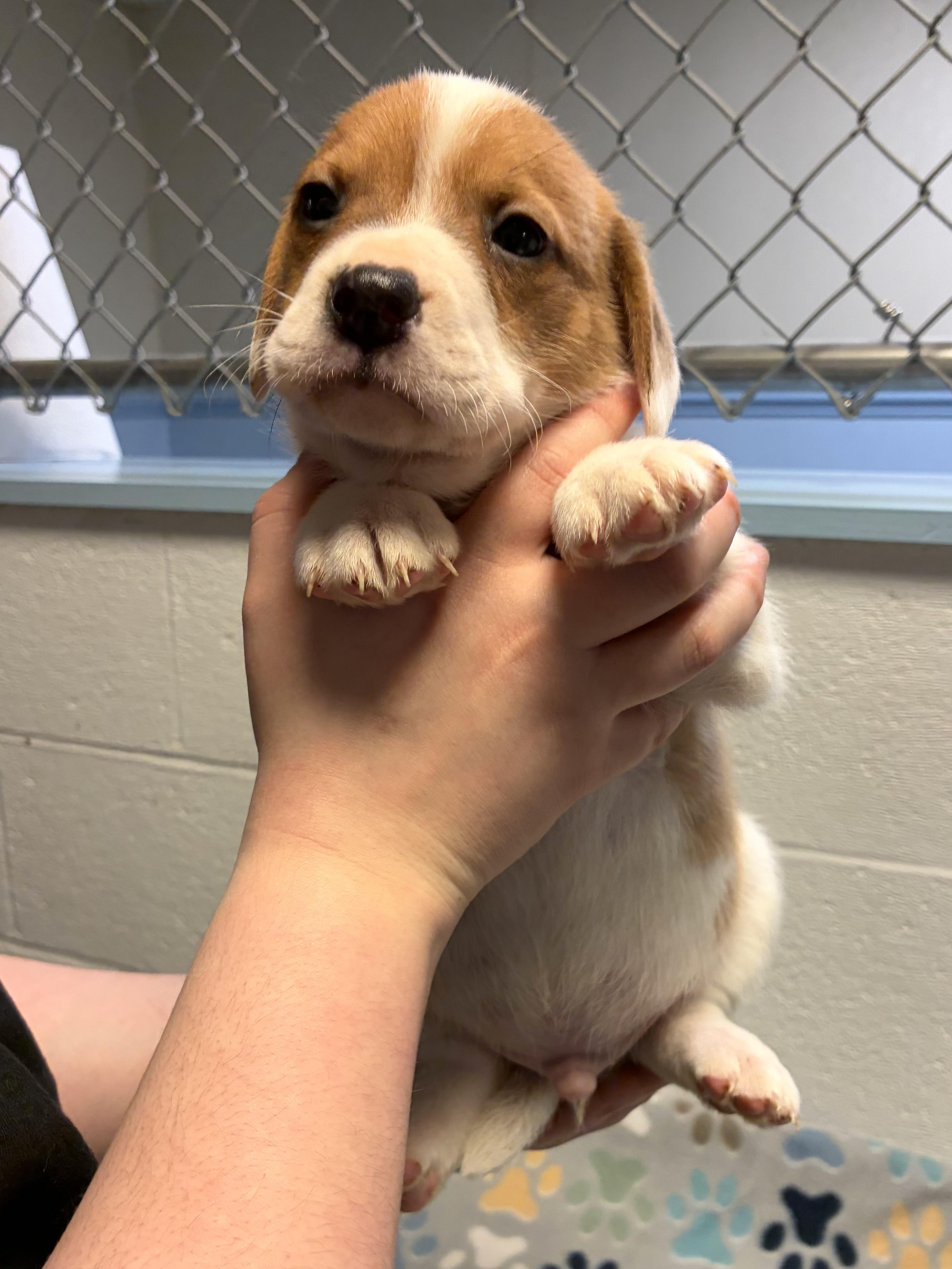 Francis, adopted, Puppy Male Beagle & Mixed Breed.