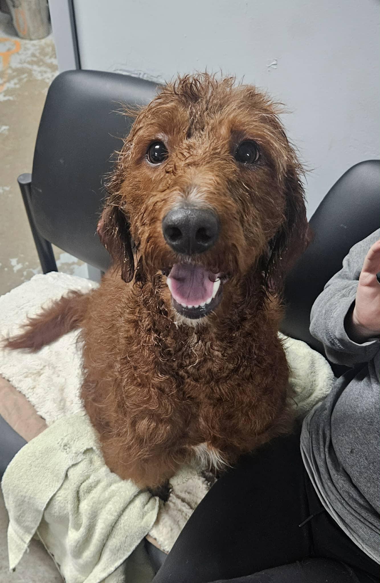 Goldilock, Adoptable, Young Female Goldendoodle.