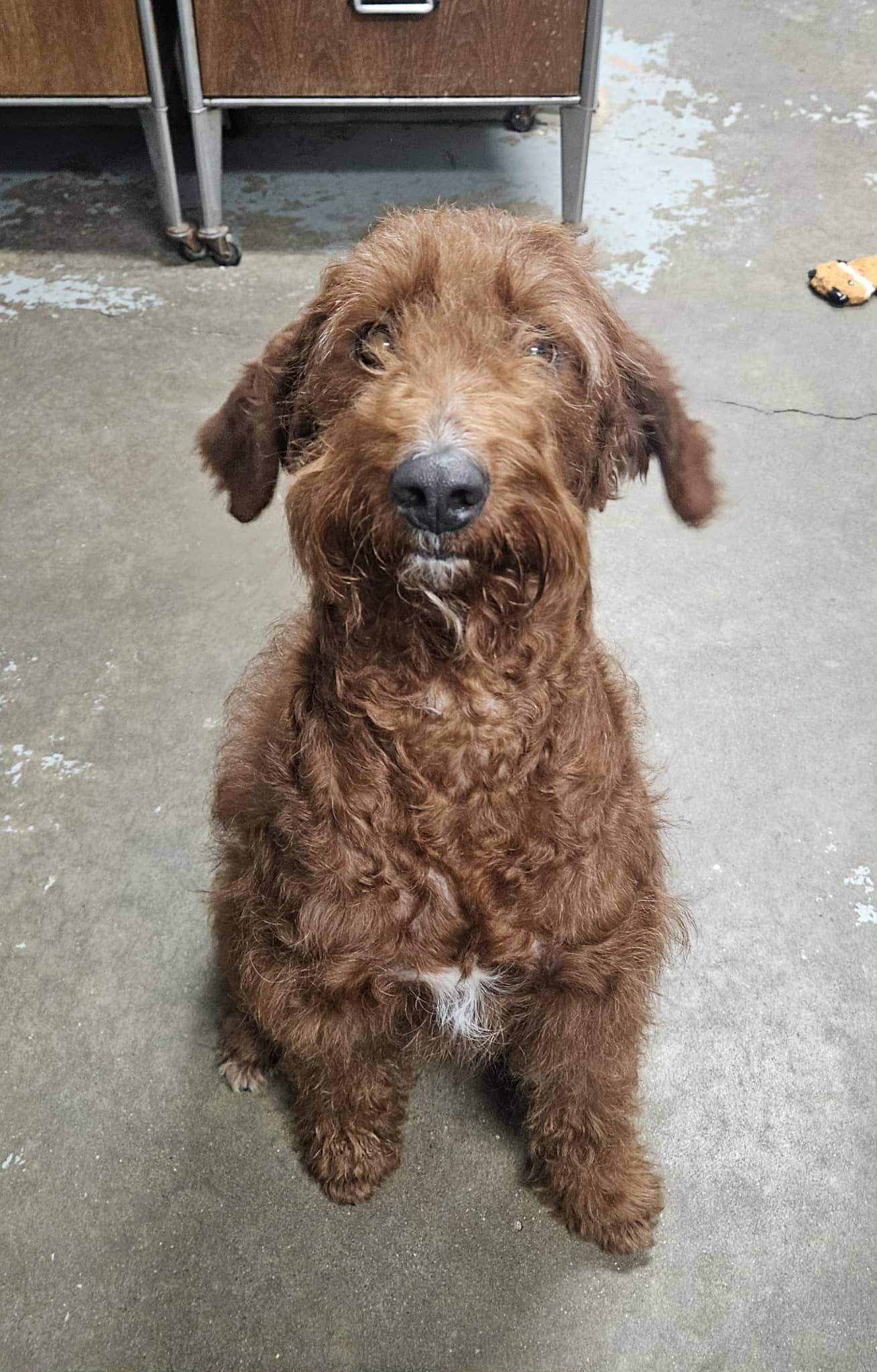 Goldilock, a Adoptable Goldendoodle in Zanesville, OH image 2/4