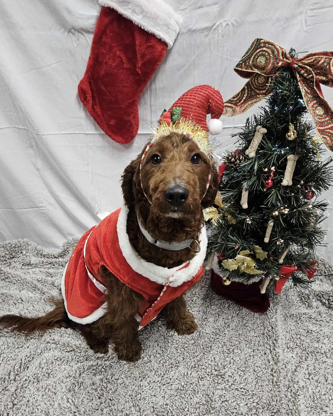 Goldilock, a Adoptable Goldendoodle in Zanesville, OH image 3/4