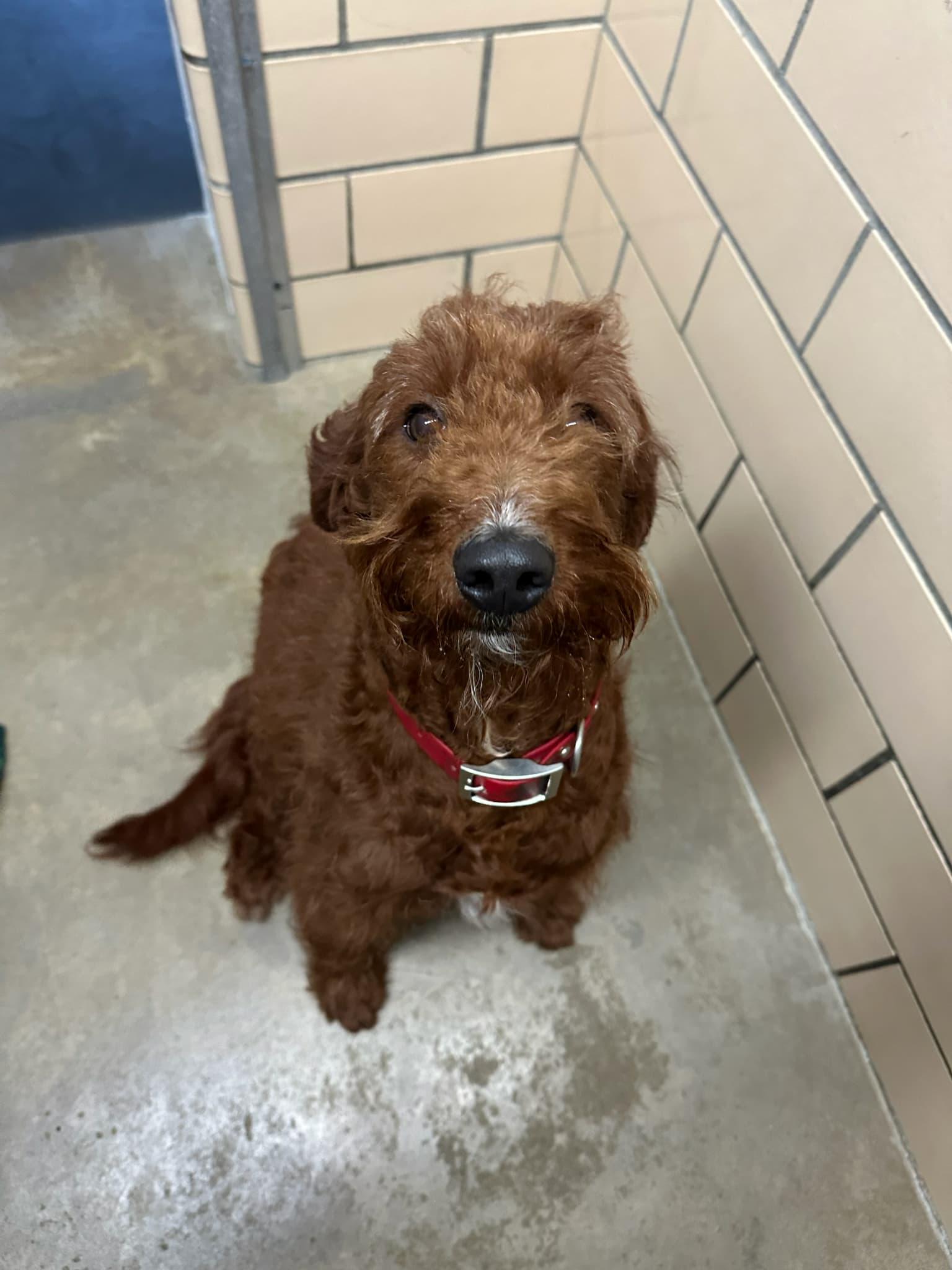 Goldilock, a Adoptable Goldendoodle in Zanesville, OH image 4/4
