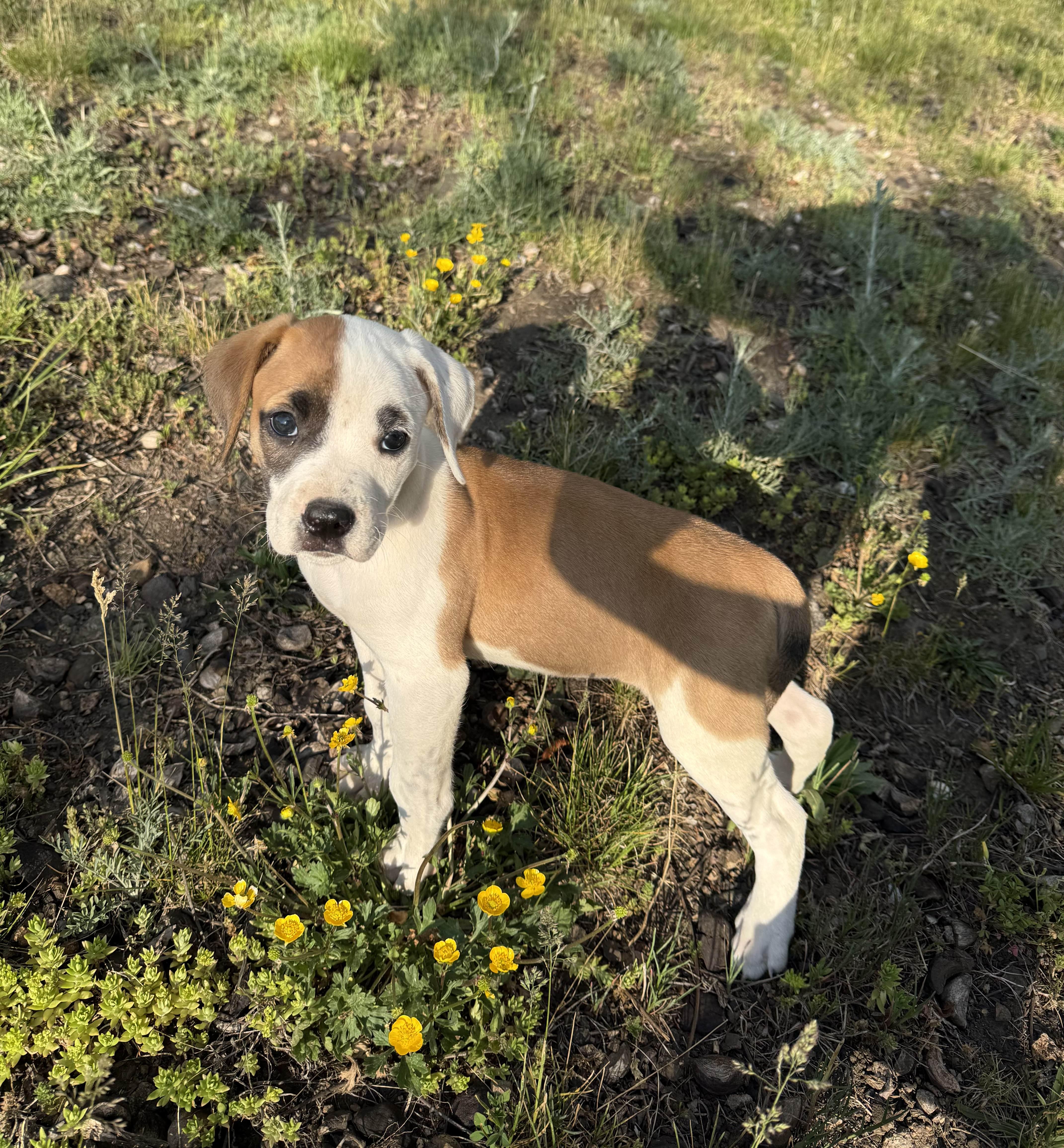 Selena, adopted, Puppy Female Boxer.