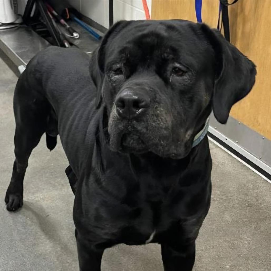 Beanz, Adoptable, Adult Male Cane Corso.