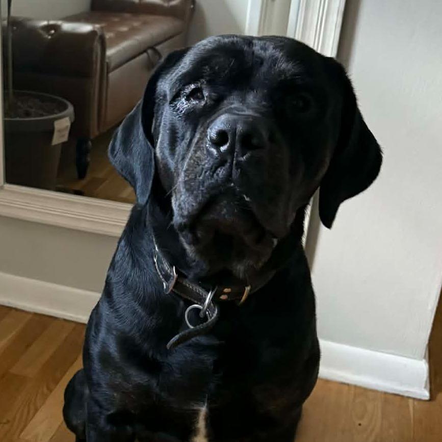 Enlarge Beanz, a Adoptable Cane Corso in manchester, PA image 2/3