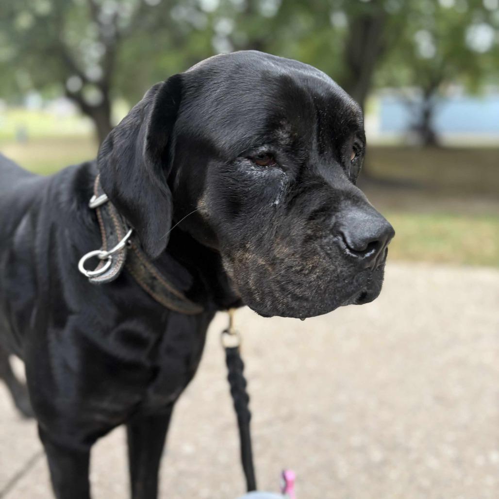 Enlarge Beanz, a Adoptable Cane Corso in manchester, PA image 3/3