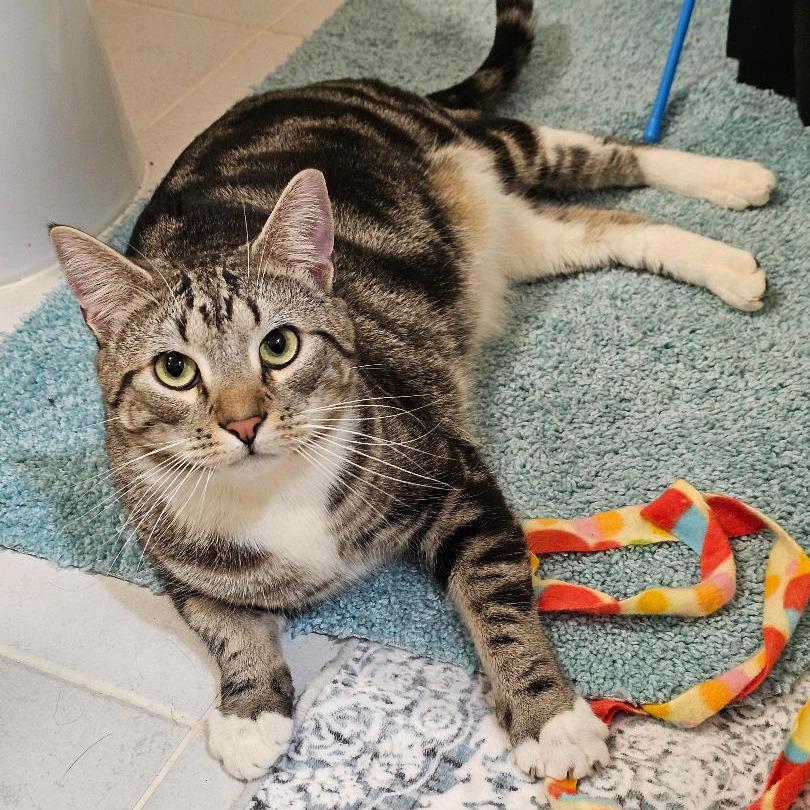 Dakota — thumbnail 3