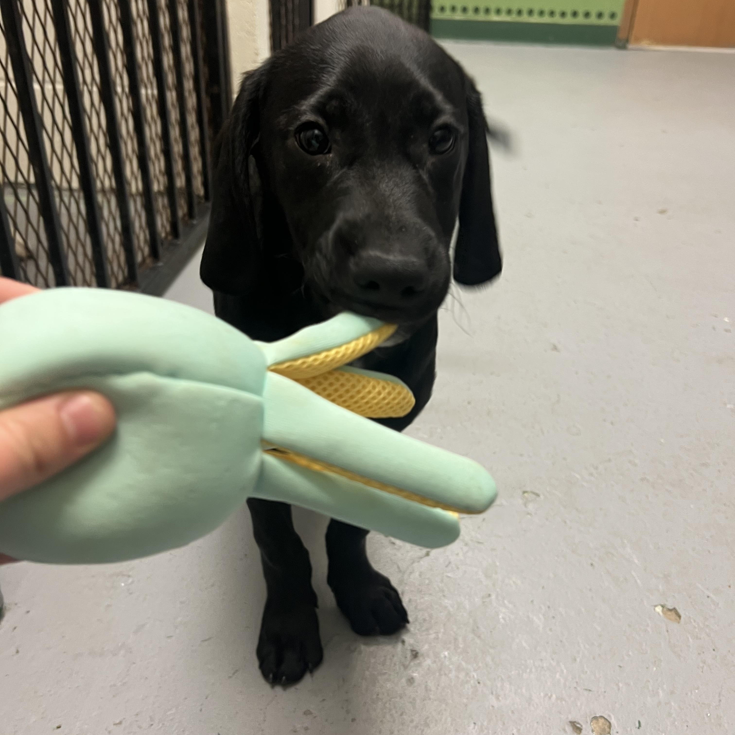 Chungus, an adopted mixed breed in Spokane, WA image 2/2