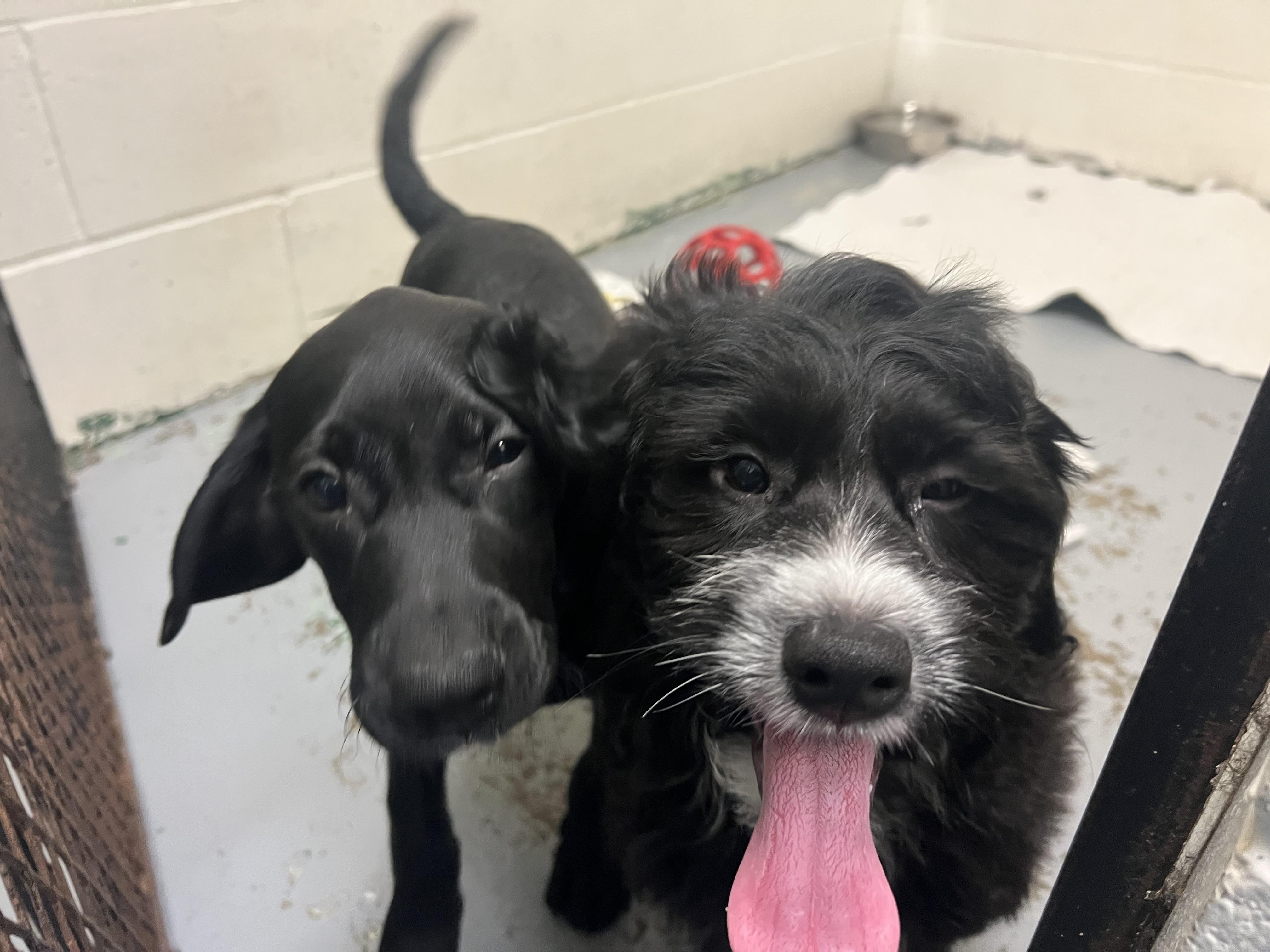 Chungus, adopted, Puppy Male Labrador Retriever & Portuguese Water Dog.