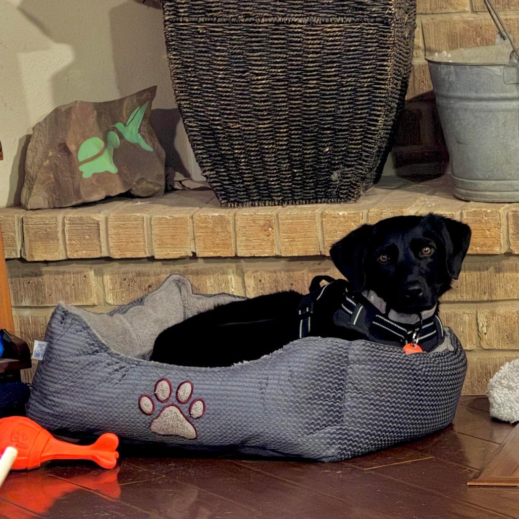 Enlarge Clover, a Adoptable mixed breed in Austin, TX image 3/6