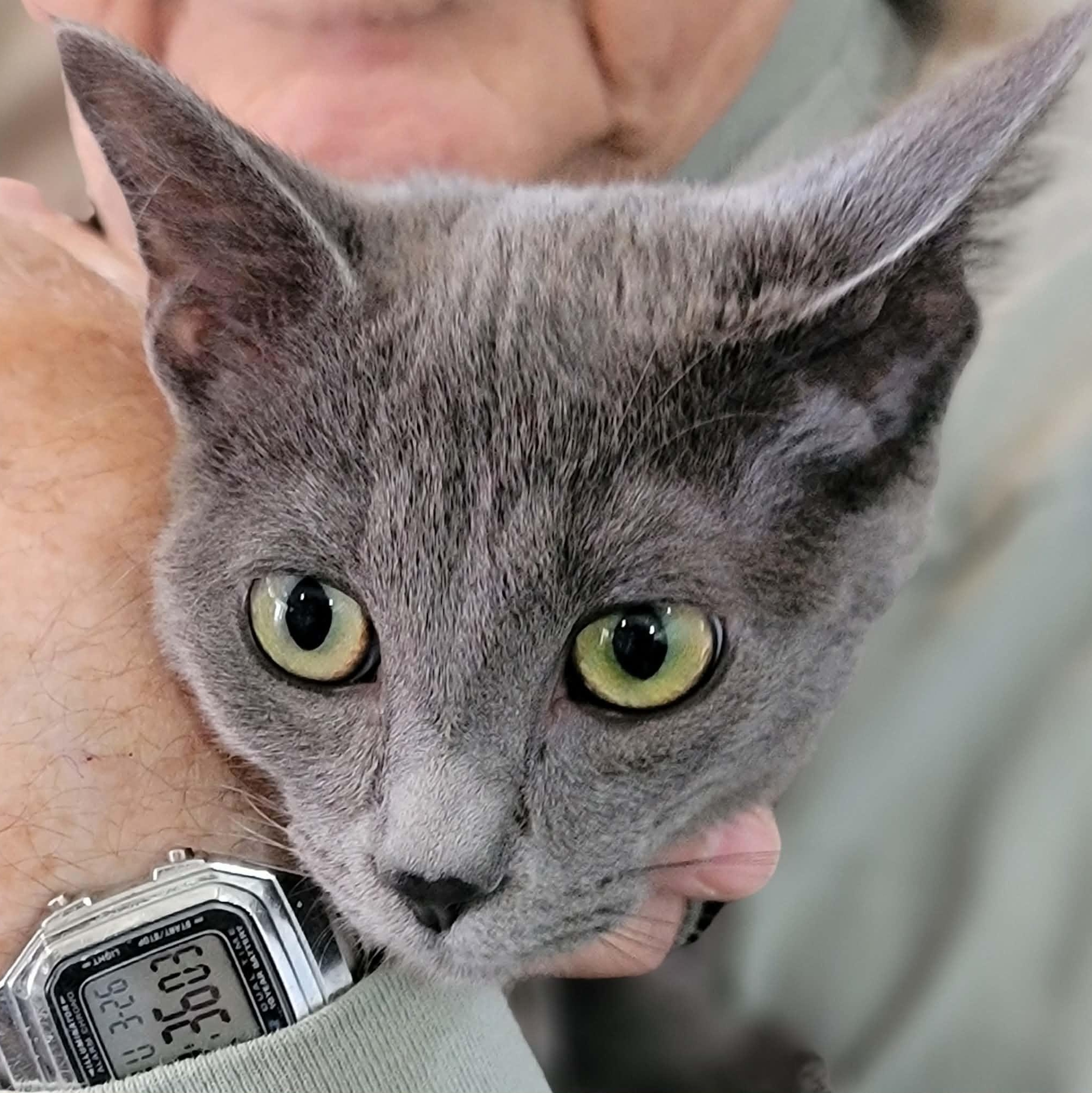 Enlarge Gia, an adopted Domestic Short Hair in Myrtle Beach, SC image 2/4