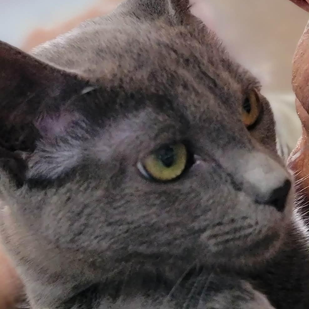 Enlarge Gia, an adopted Domestic Short Hair in Myrtle Beach, SC image 3/4