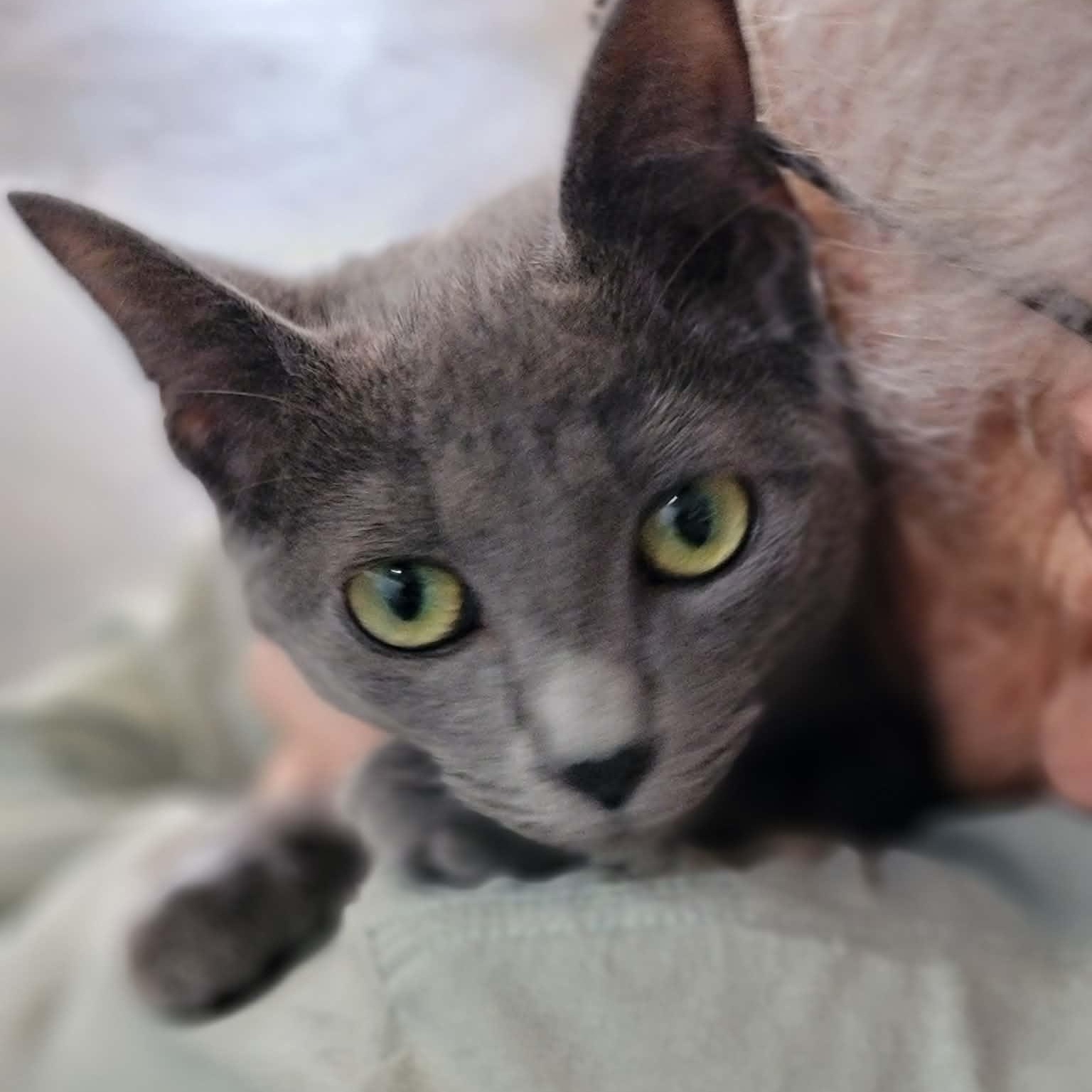 Gia, adopted, Young Female Domestic Short Hair.