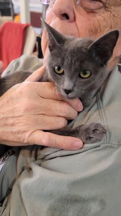 Enlarge Gia, an adopted Domestic Short Hair in Myrtle Beach, SC video 4/4