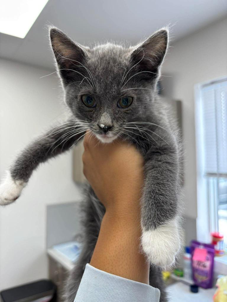 Jamie Fraser, Adoptable, Kitten Female American Shorthair.