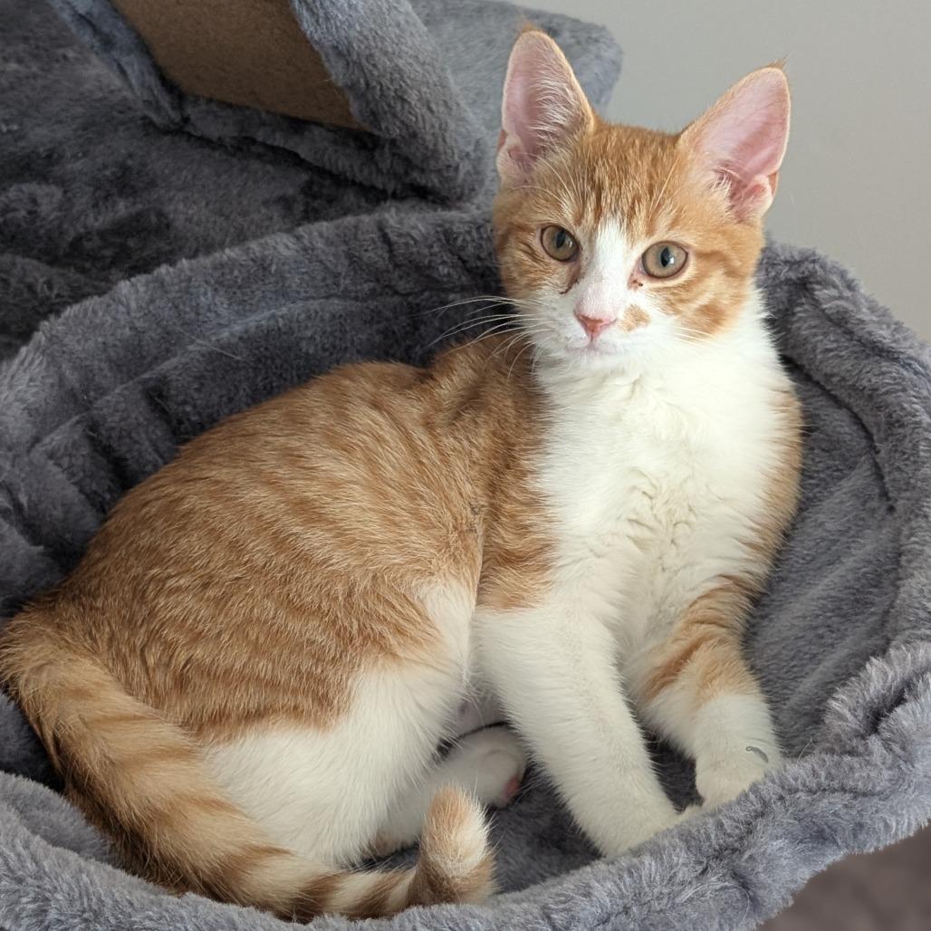 Rose, Adoptable, Young Female Domestic Short Hair.