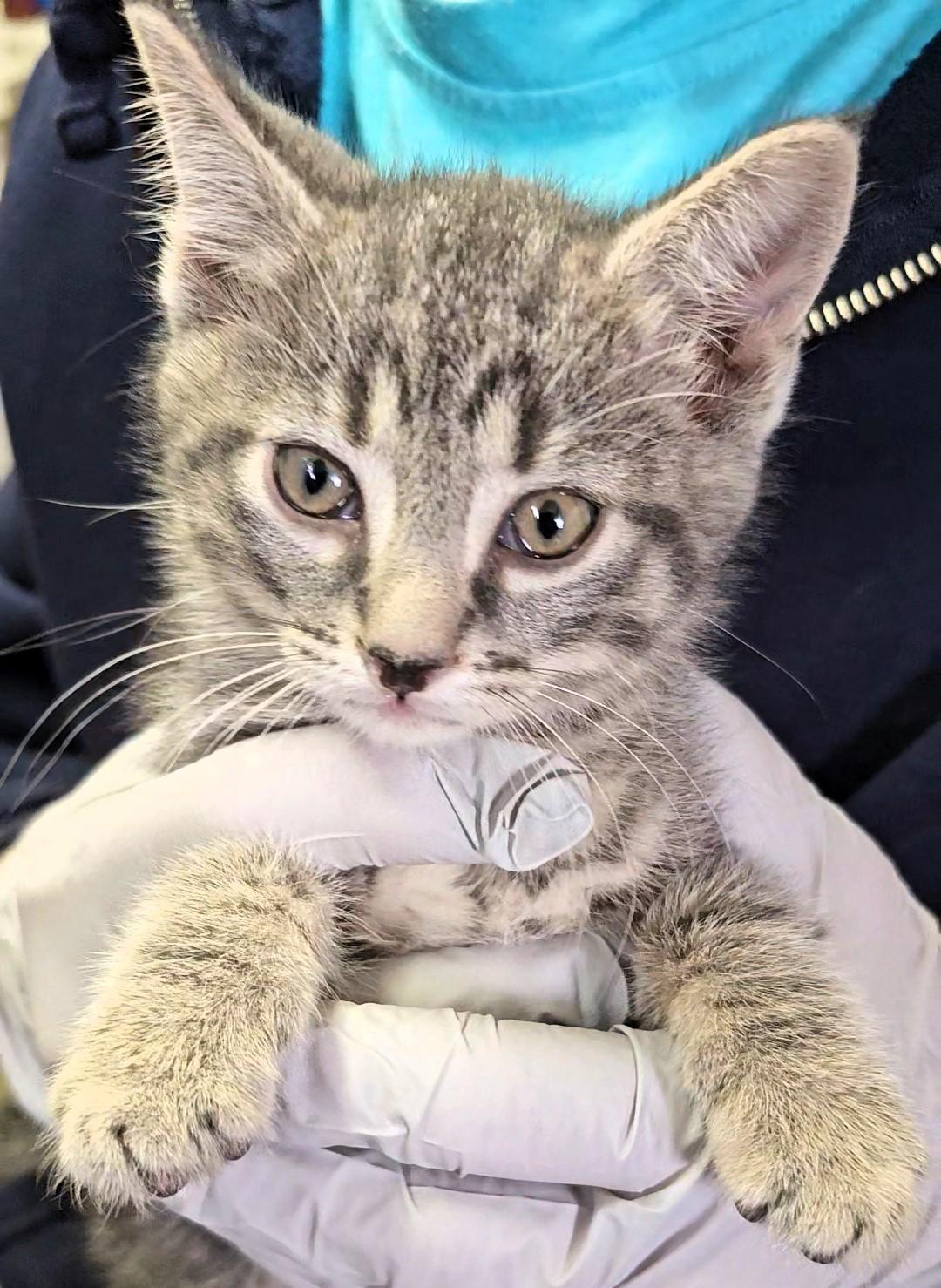 Mittens, ADOPTABLE, Kitten Male American Shorthair.
