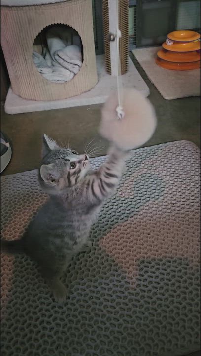 Enlarge Mittens, a ADOPTABLE American Shorthair in Pinedale, WY video 1/2