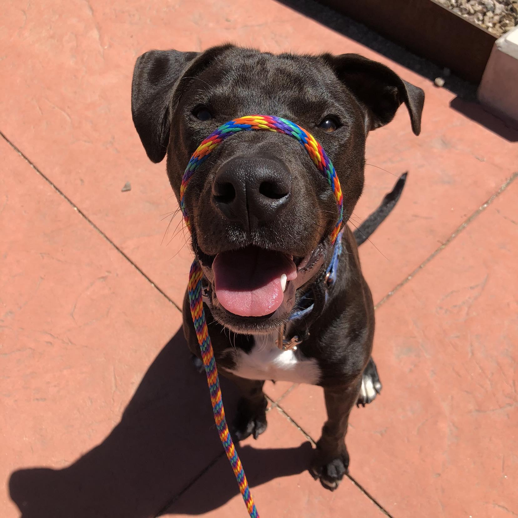 Blaize, a Adopted mixed breed in Gilbert , AZ image 1/4