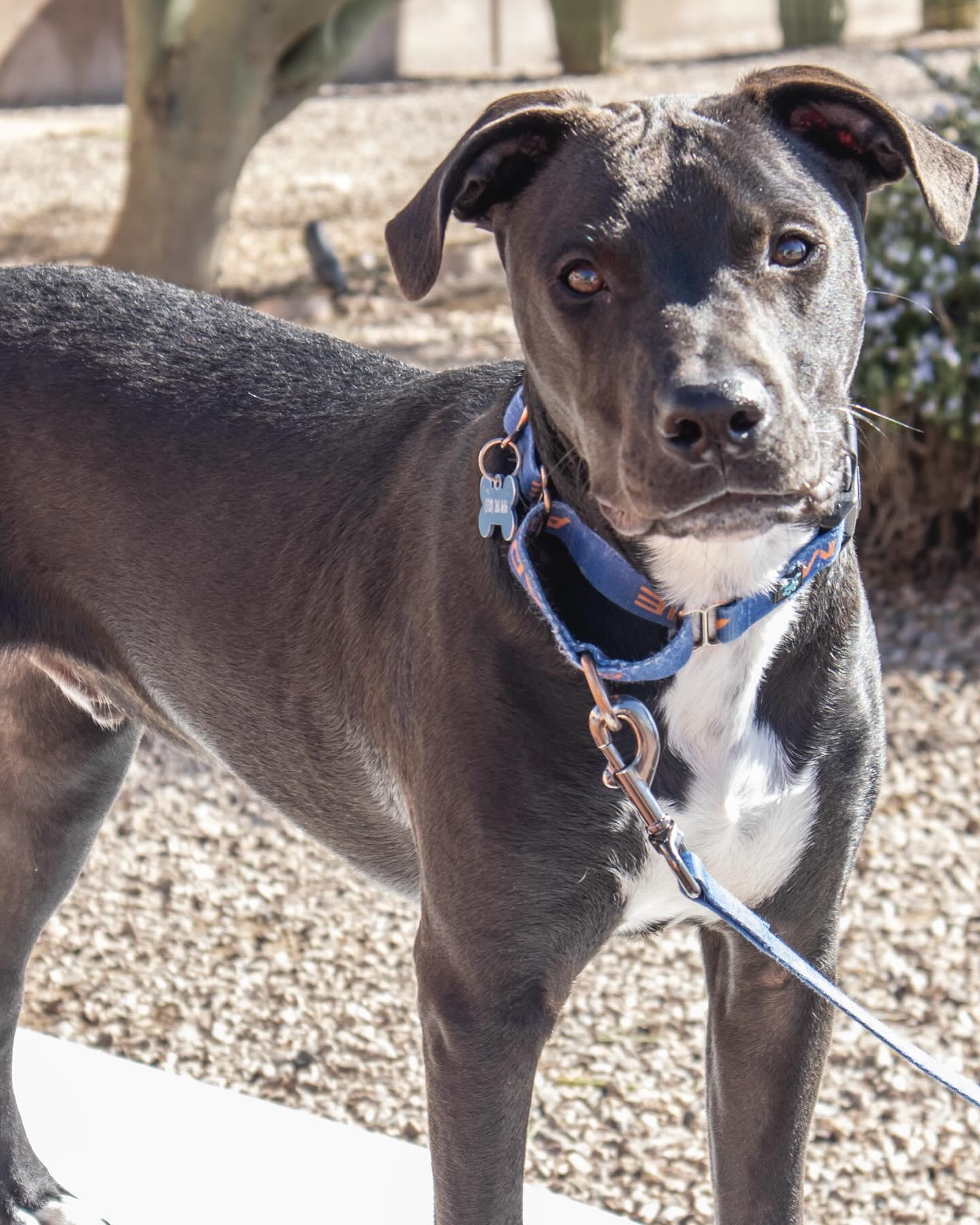 Blaize, a Adopted mixed breed in Gilbert , AZ image 2/4