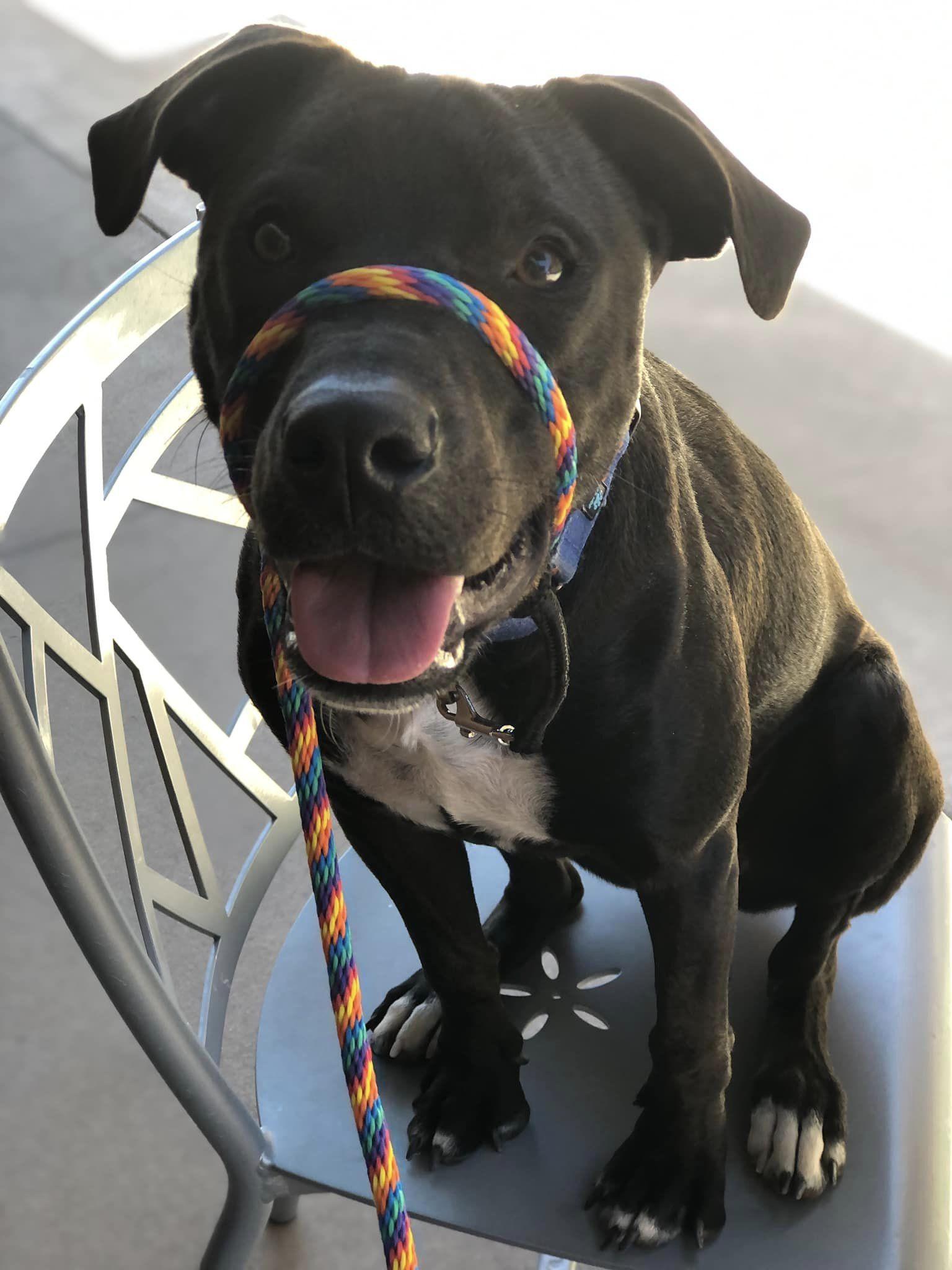 Blaize, a Adopted mixed breed in Gilbert , AZ image 3/4