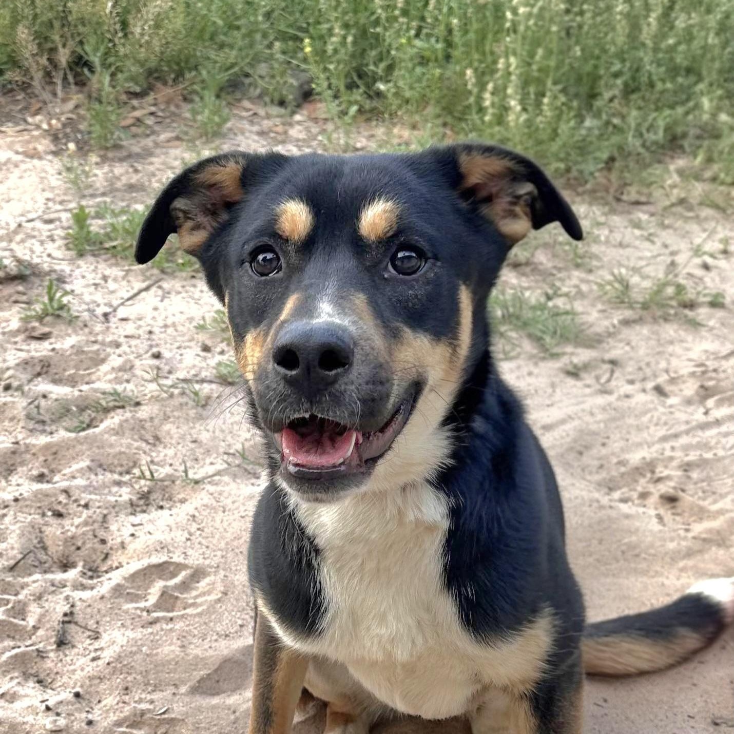 Laverne, Adoptable, Young Female German Shepherd Dog & Labrador Retriever.
