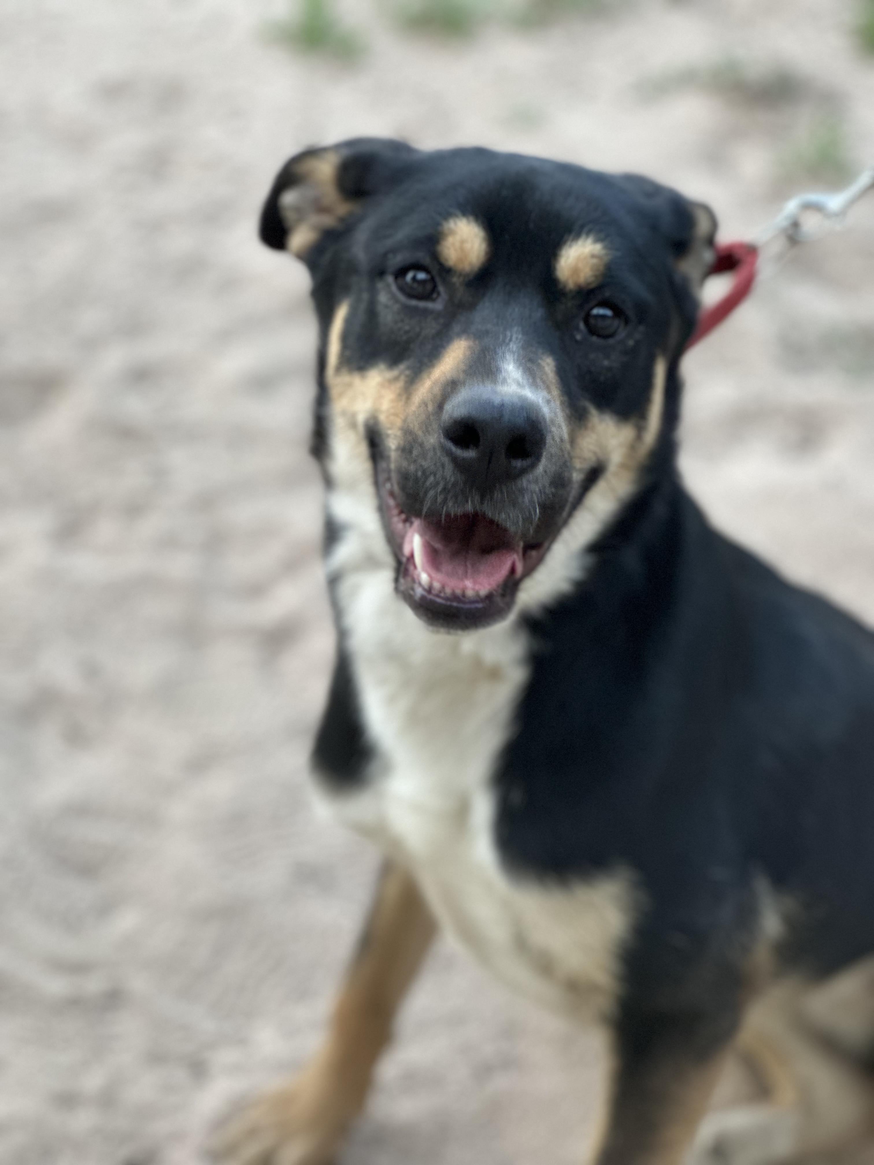 Enlarge Laverne, a Adoptable mixed breed in Niagara Falls, NY image 6/6