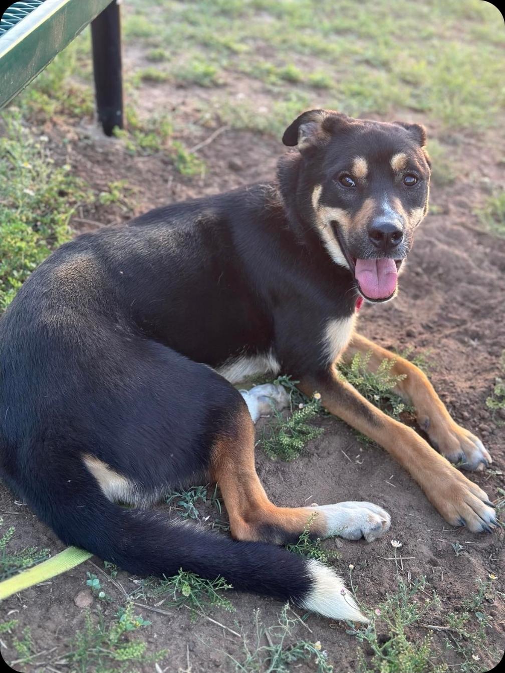 Enlarge Laverne, a Adoptable mixed breed in Niagara Falls, NY image 5/6