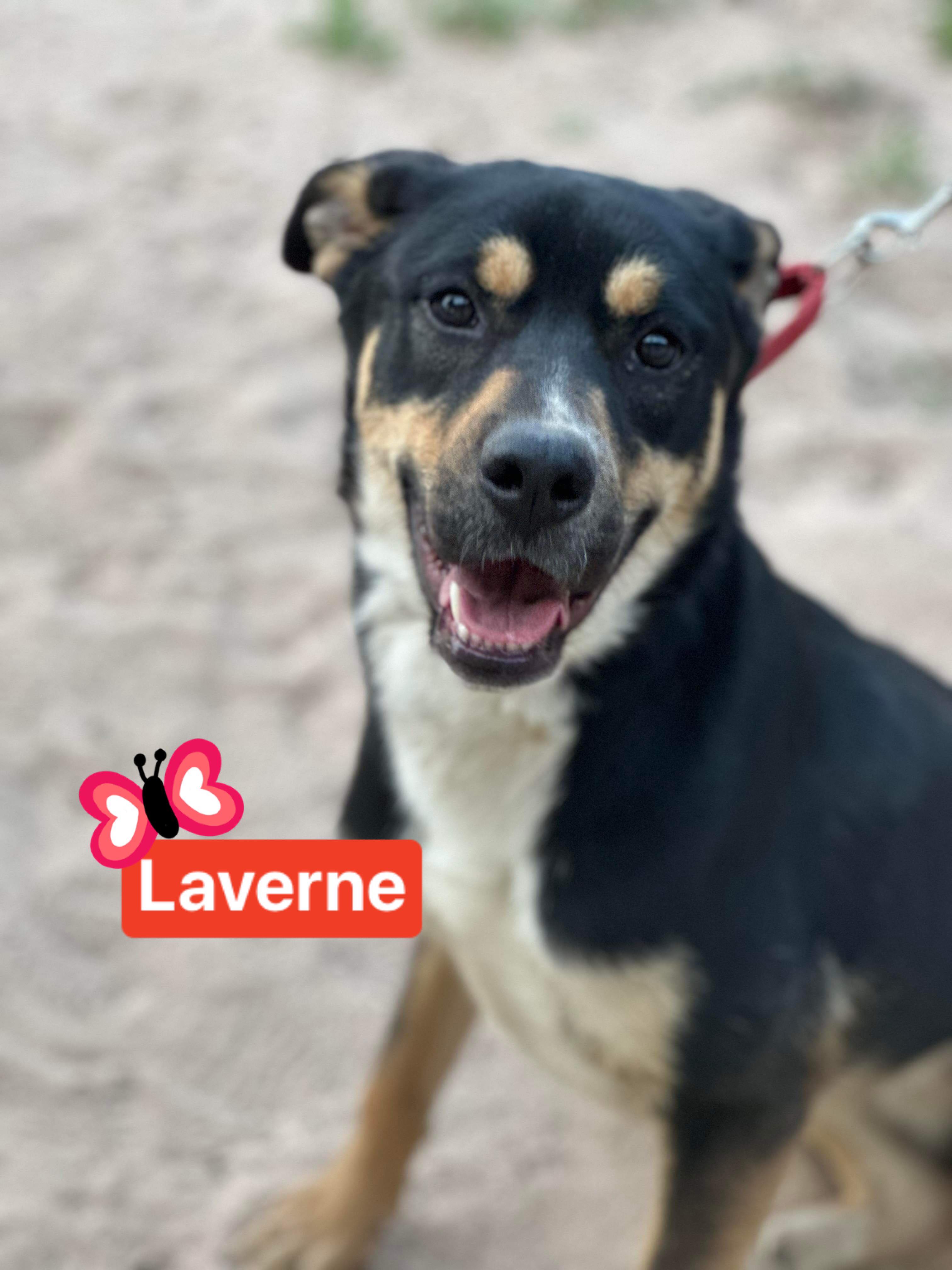 Laverne, a Adoptable mixed breed in Burnsville, MN image 5/6