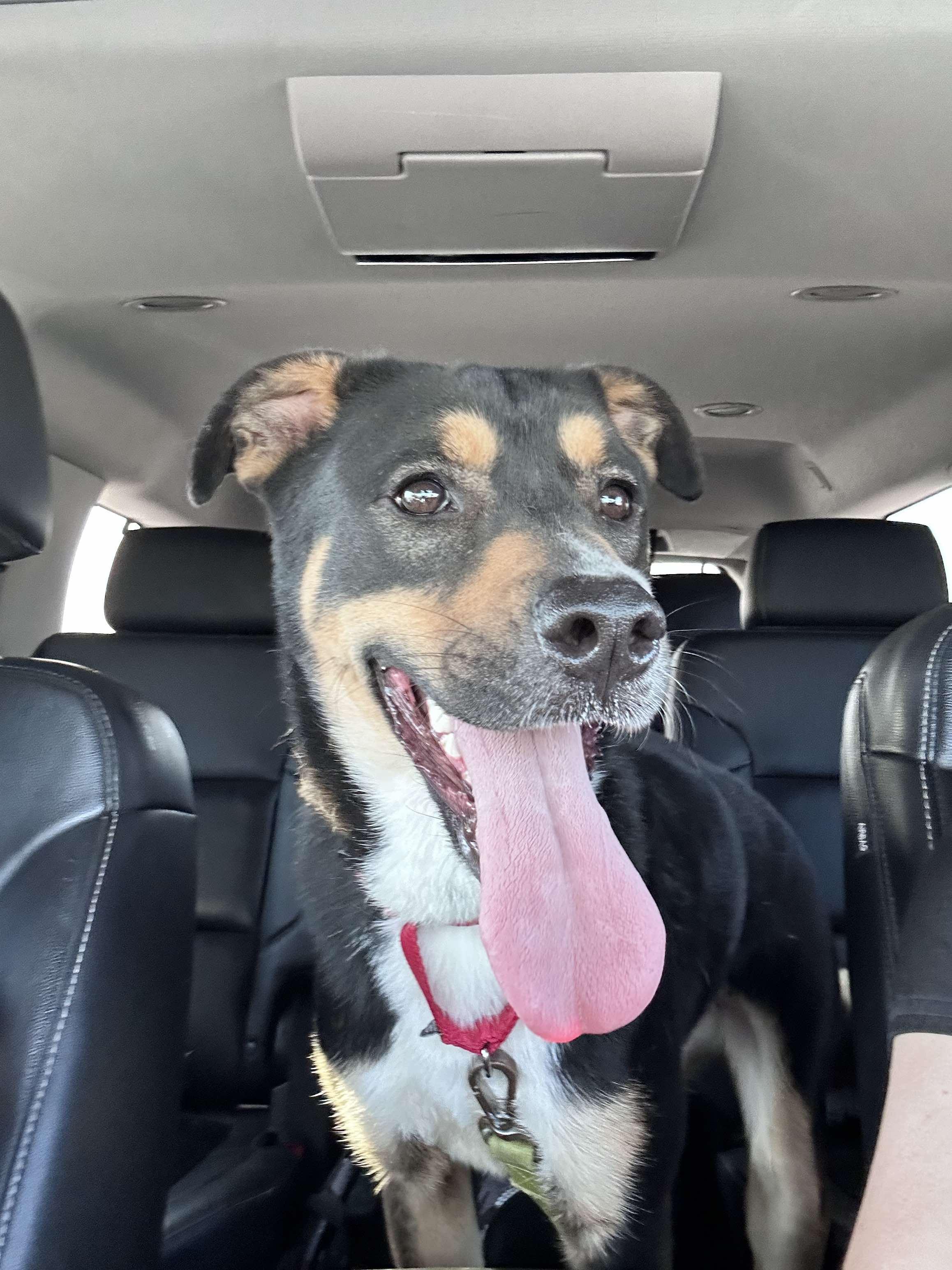 Laverne, a Adoptable mixed breed in Burnsville, MN image 4/6