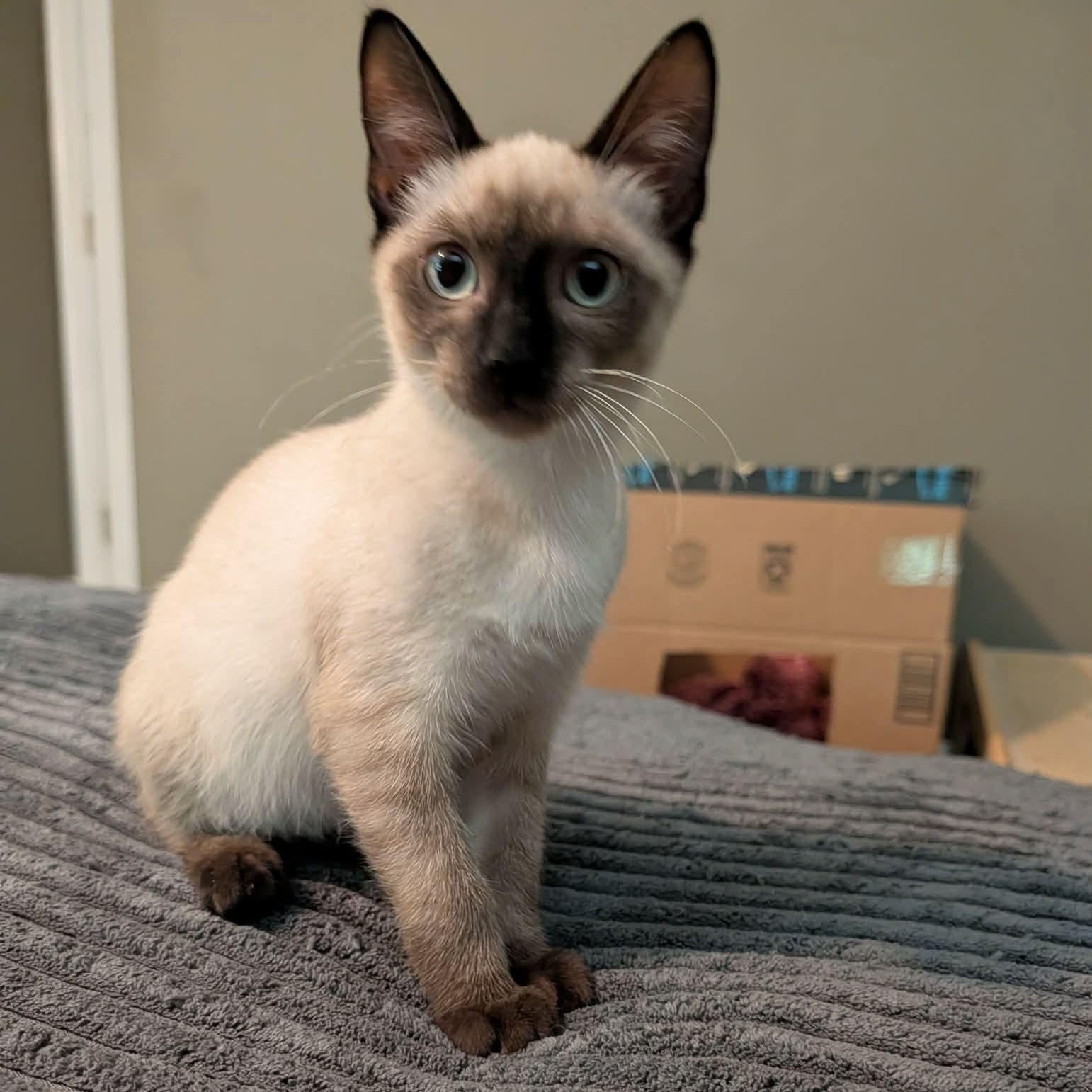 Bandit, an adopted Siamese in Memphis, TN image 5/5