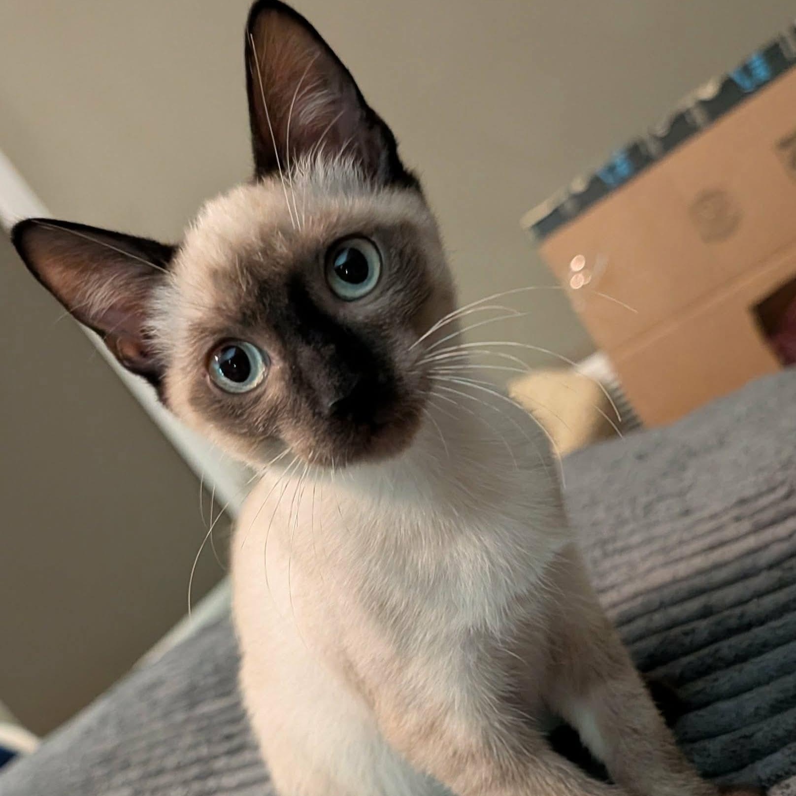 Bandit, adopted, Kitten Male Siamese.