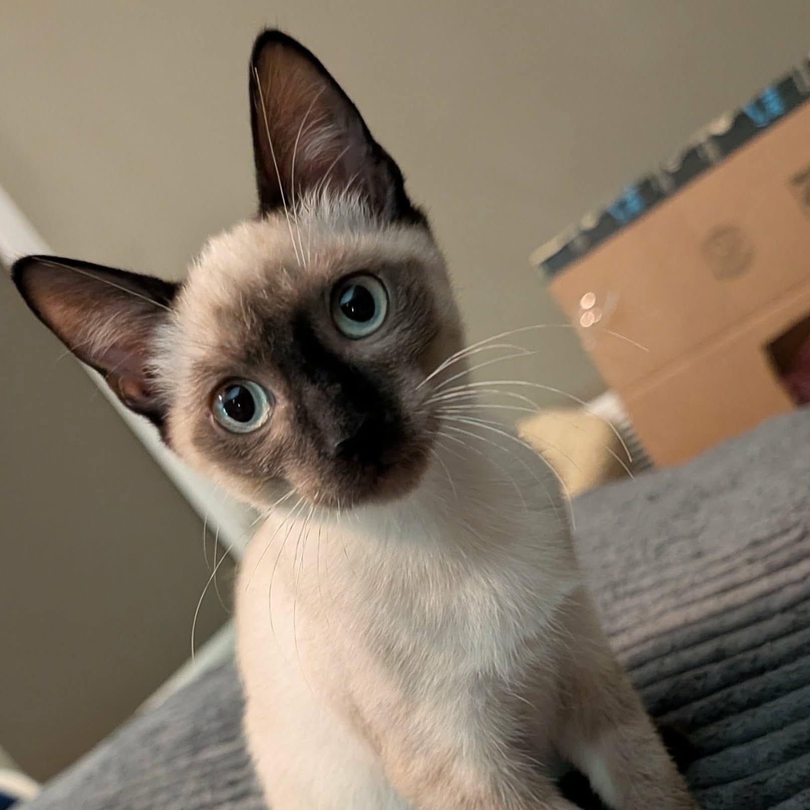 Bandit, an adopted Siamese in Memphis, TN image 3/5