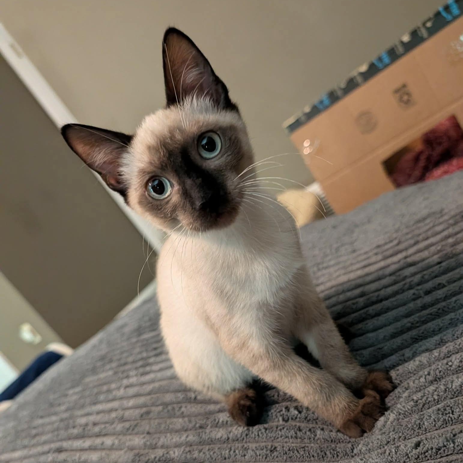Bandit, an adopted Siamese in Memphis, TN image 4/5