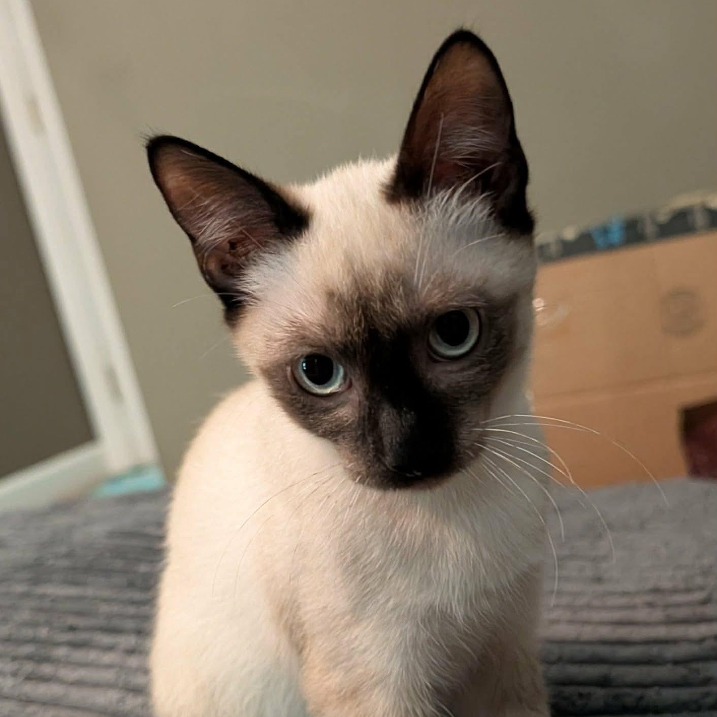Bandit, an adopted Siamese in Memphis, TN image 2/5