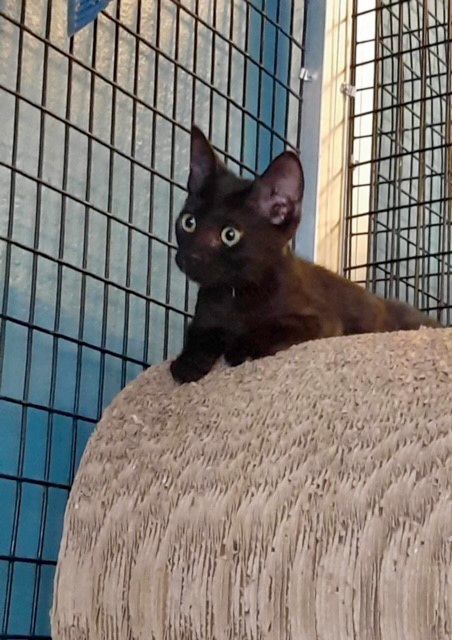 Cocoa Puff, Adoptable, Kitten Female Domestic Short Hair.