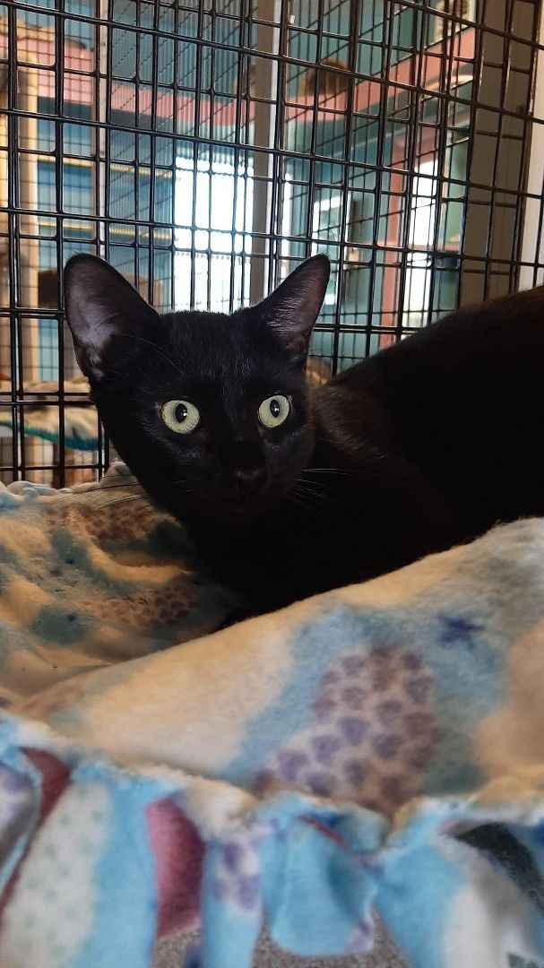 Enlarge Cocoa Puff, a Adoptable Domestic Short Hair in Deerfield Beach, FL image 2/6
