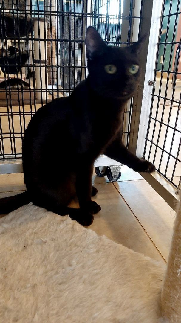 Cocoa Puff, Adoptable, Kitten Female Domestic Short Hair.