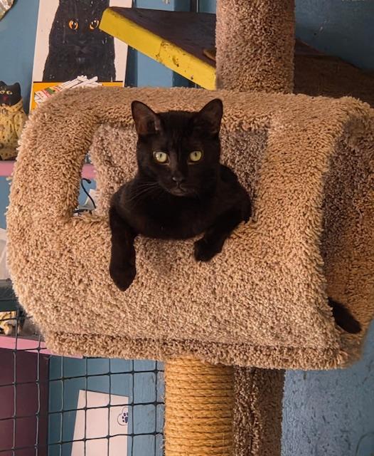 Enlarge Cocoa Puff, a Adoptable Domestic Short Hair in Deerfield Beach, FL image 4/6