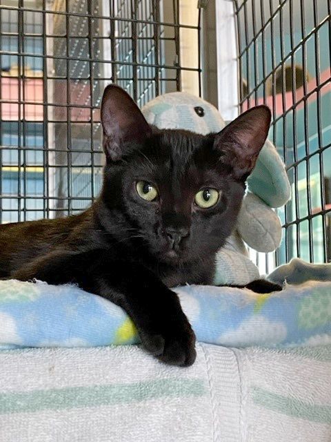 Enlarge Cocoa Puff, a Adoptable Domestic Short Hair in Deerfield Beach, FL image 6/6