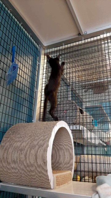 Enlarge Cocoa Puff, a Adoptable Domestic Short Hair in Deerfield Beach, FL image 5/6