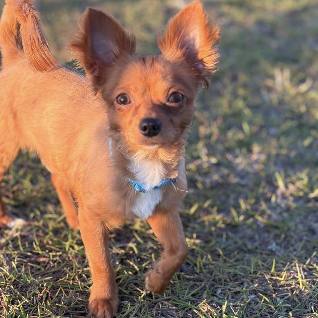 Popeye, Adoptable, Adult Male Chihuahua.