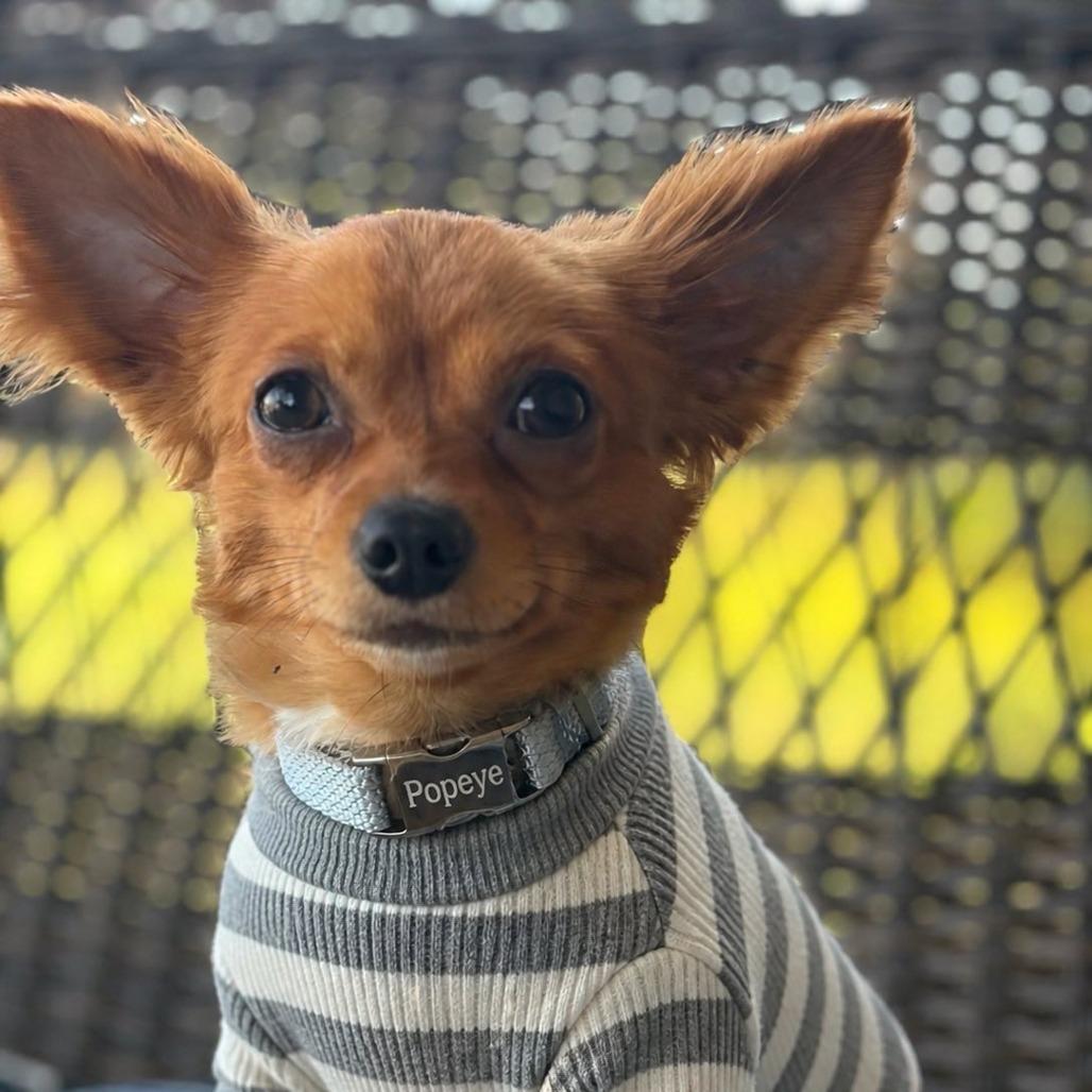 Enlarge Popeye, a Adoptable Chihuahua in Enterprise, AL image 2/2