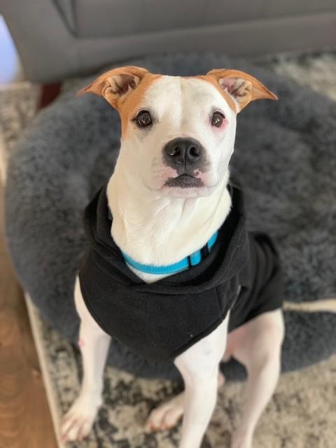 Enlarge Sid, a ADOPTABLE mixed breed in Gig Harbor, WA image 6/6