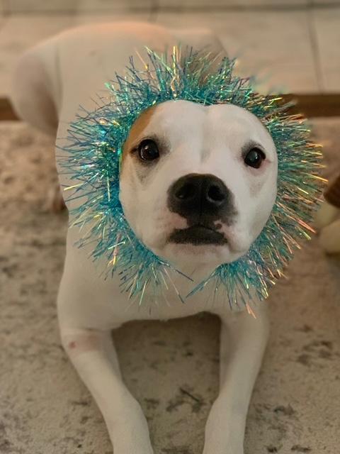 Enlarge Sid, a ADOPTABLE mixed breed in Gig Harbor, WA image 3/6