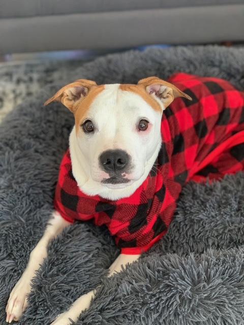 Sid, ADOPTABLE, Adult Male Boxer & Pit Bull Terrier.