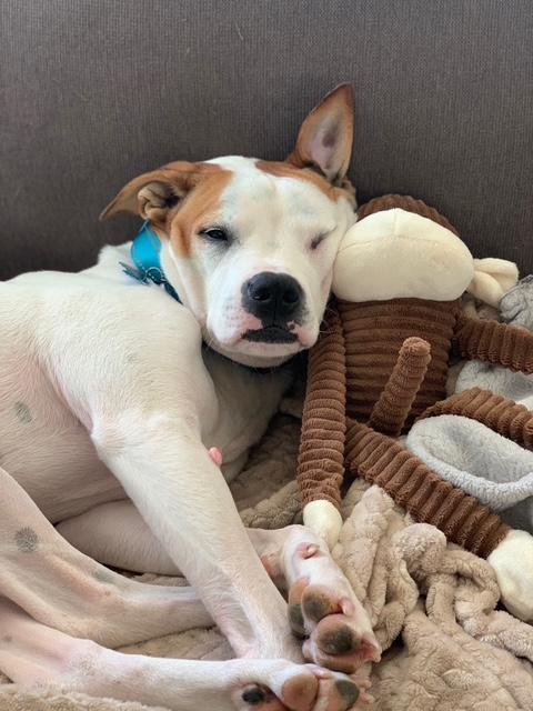 Enlarge Sid, a ADOPTABLE mixed breed in Gig Harbor, WA image 5/6