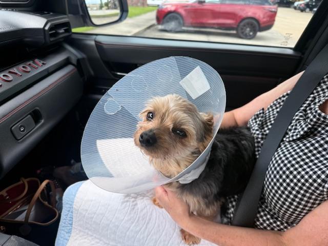 Enlarge Kingston, a ADOPTABLE Yorkshire Terrier in Baton Rouge, LA image 6/6