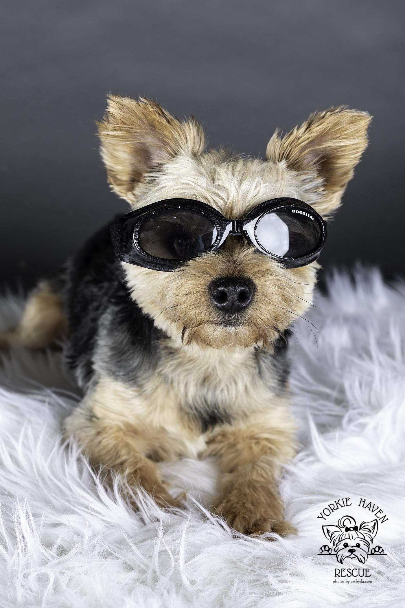 Kingston, a ADOPTABLE Yorkshire Terrier in Baton Rouge, LA image 5/6