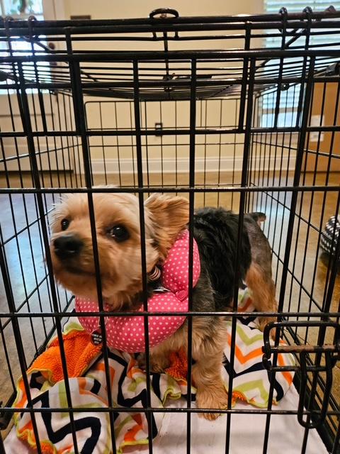 Enlarge Kingston, a ADOPTABLE Yorkshire Terrier in Baton Rouge, LA image 1/6